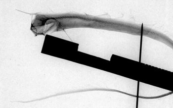 Media type: image;   Ichthyology 96804 Description: lateral xray;